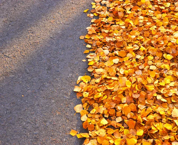 Otoño hojas de color naranja sobre asfalto —  Fotos de Stock