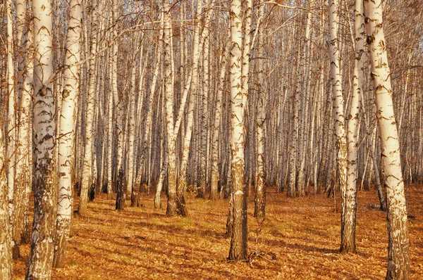 Το φθινόπωρο τα δέντρα σημύδων — Φωτογραφία Αρχείου