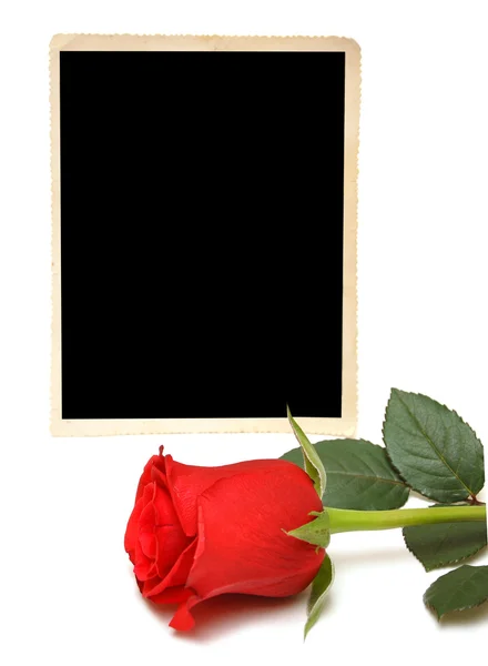 Oude foto en rode rose — Stockfoto