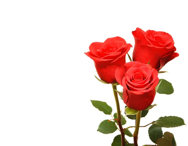 新鲜的红玫瑰 — 图库照片