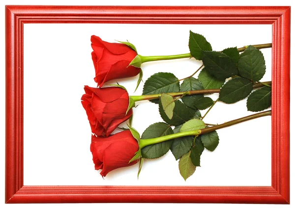 Rote frische Rosen — Stockfoto