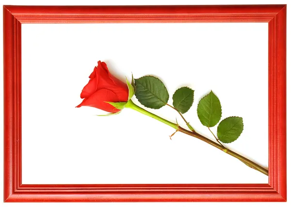 Κόκκινο φρέσκο τριαντάφυλλο — Φωτογραφία Αρχείου