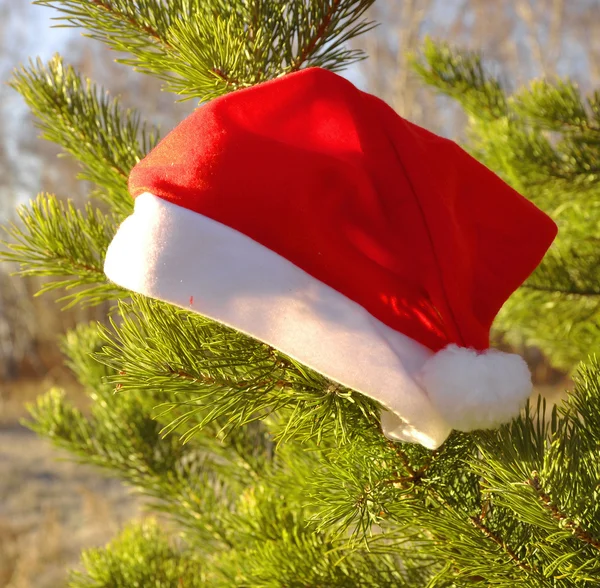 Sombrero de Papá Noel en un árbol de Navidad natural — Foto de Stock