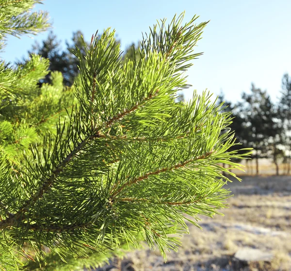 Green branch of the pine tree — Stock Photo, Image