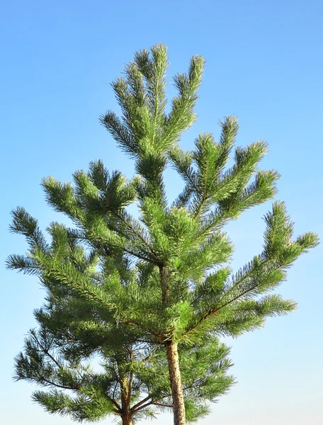Pine tree on blue sky background — Stock Photo, Image