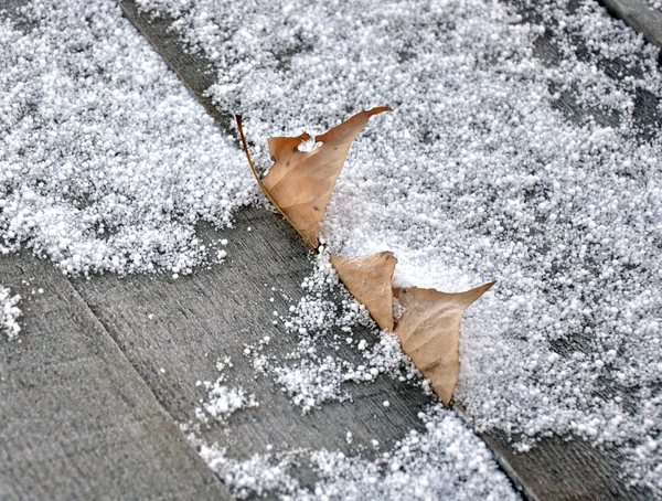 Hojas de otoño congeladas — Foto de Stock