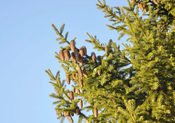 Fur-tree branch with cones — Stock Photo, Image