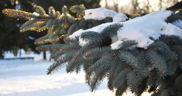 新雪の常緑スプルースの木 — ストック写真