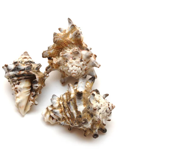 Beyaz arkaplanda deniz kabuğu — Stok fotoğraf