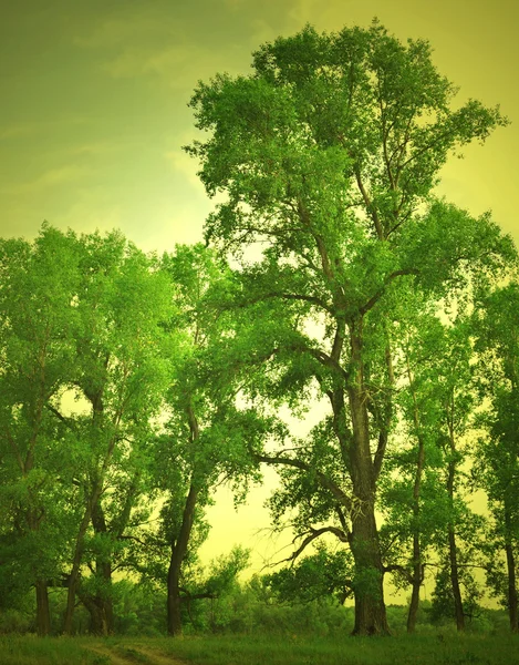 Retro image route et arbre sur le champ vert — Photo