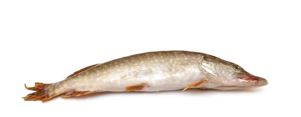 Ryba čerstvá štika — Stock fotografie