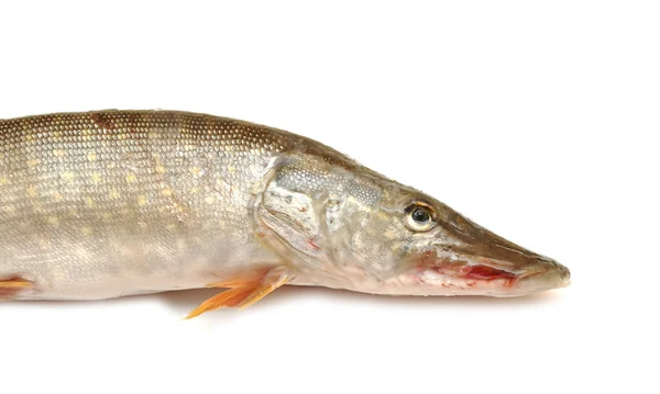 Fresh pike fish — Stock Photo, Image