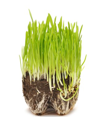 Green grass growing from the roots in the ground clipart