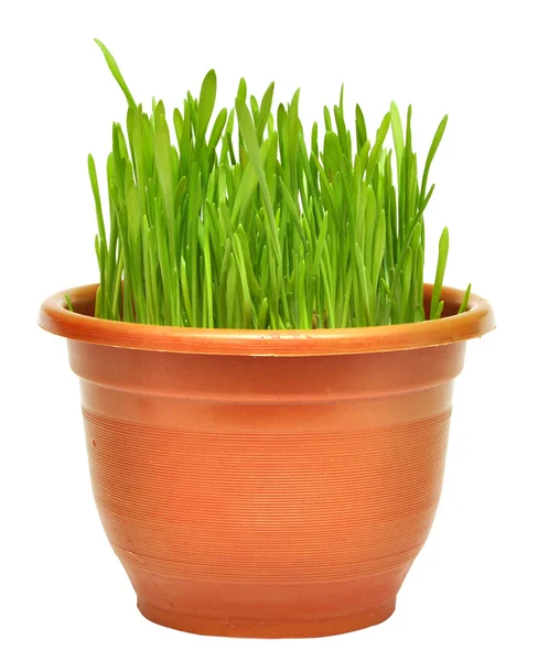 Grönt Gräs Kruka Som Isolerad Vit Bakgrund — Stockfoto