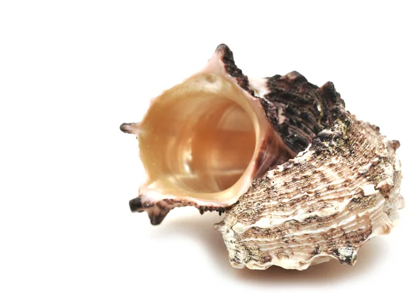 stock image Sea shell