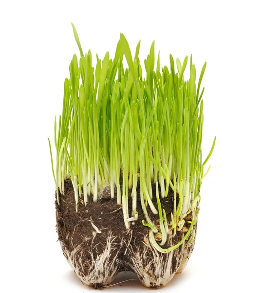 Zelená tráva z kořenů v půdě — Stock fotografie