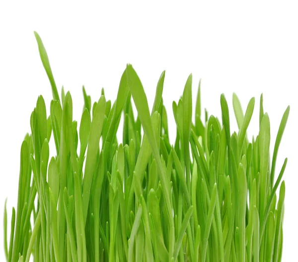 緑の草 ロイヤリティフリーのストック写真