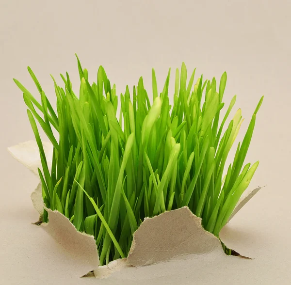 Green grass through the torn paper — Stock Photo, Image