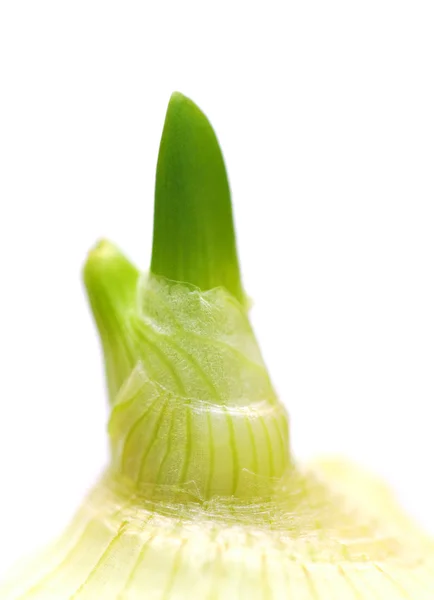 La cebolla germinada — Foto de Stock