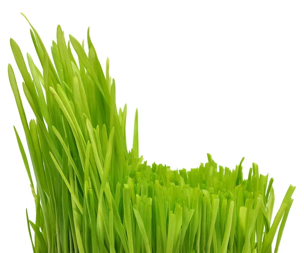 緑の草 ロイヤリティフリーのストック画像