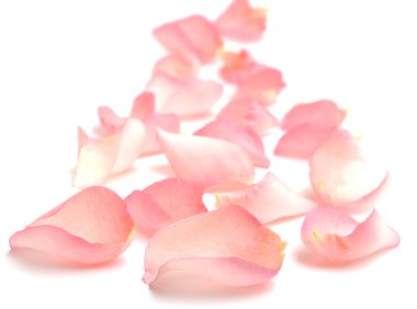 Rose petals clipart