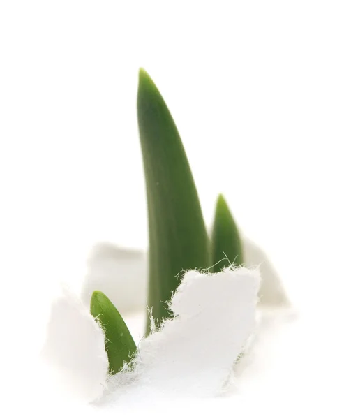La cebolla brota a través del papel roto — Foto de Stock