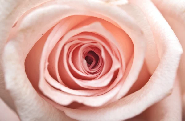 Рожева троянда крупним планом — стокове фото