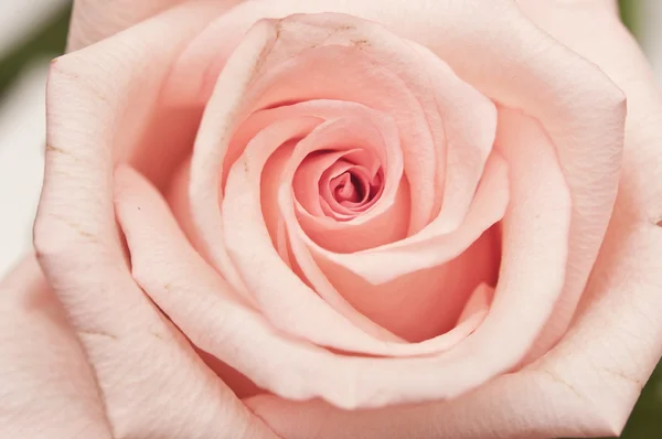 Pink Rose Close Up — Stock Photo, Image