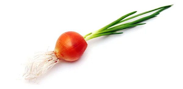 Growing onion bulb with fresh green sprouts — Stock Photo, Image