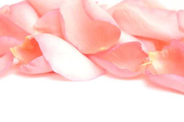 Лепестки роз — стоковое фото