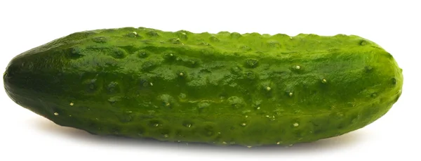 Frische grüne Gurke — Stockfoto