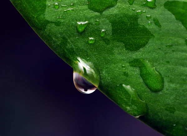 Hoja verde fresca con gotitas de agua — Foto de Stock