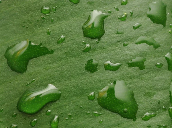 물 작은 방울과 신선한 녹색 잎 — 스톡 사진