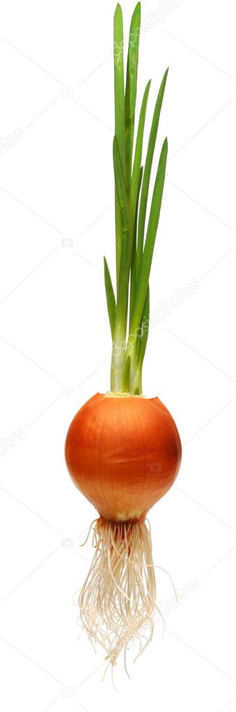 Growing onion bulb with fresh green sprouts