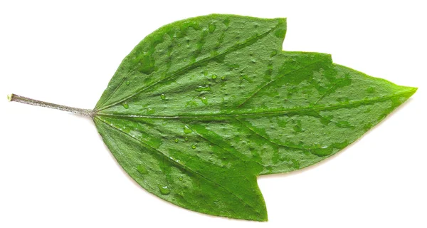 Waterdruppels op vers groen blad — Stockfoto