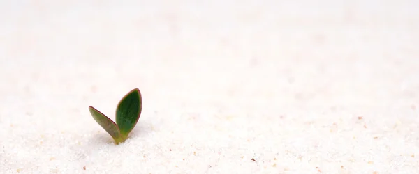 Einzelne junge Pflanze, die aus Sand sprießt — Stockfoto