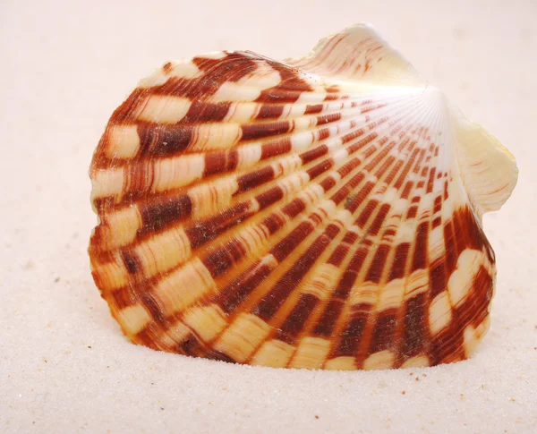 Seashell kum üzerinde — Stok fotoğraf