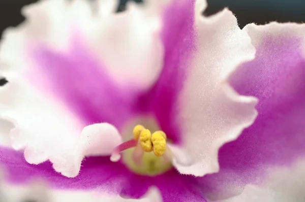 Closeup pink flower — Stock Photo, Image