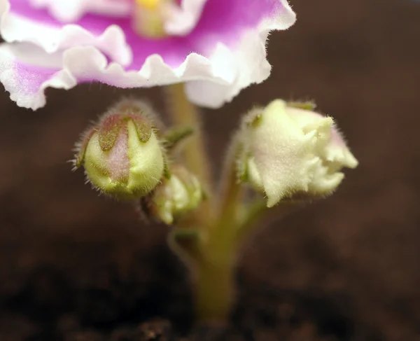 Closeup růžový květ — Stock fotografie