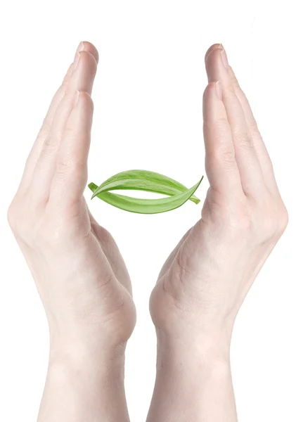 Τα χέρια της γυναίκας που κρατούν πράσινο φύλλο — Φωτογραφία Αρχείου