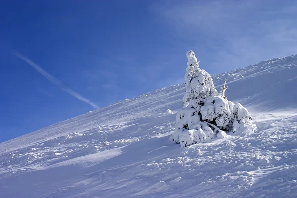 Winter landscape — Stock Photo, Image