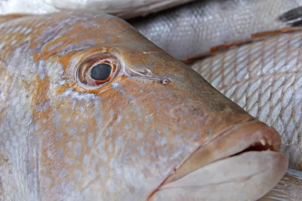 Close-up van een vis — Stockfoto