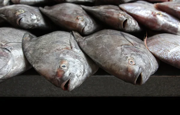 Rangées de poissons frais sur le marché — Photo