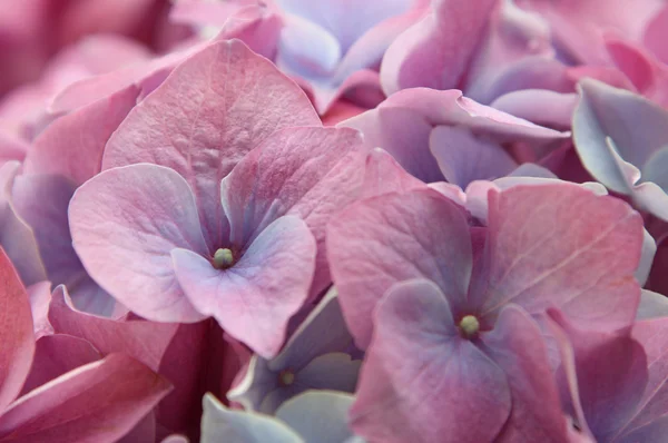 stock image Pink and blue flowers