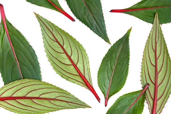 Izolované zelené a červené listy — Stock fotografie