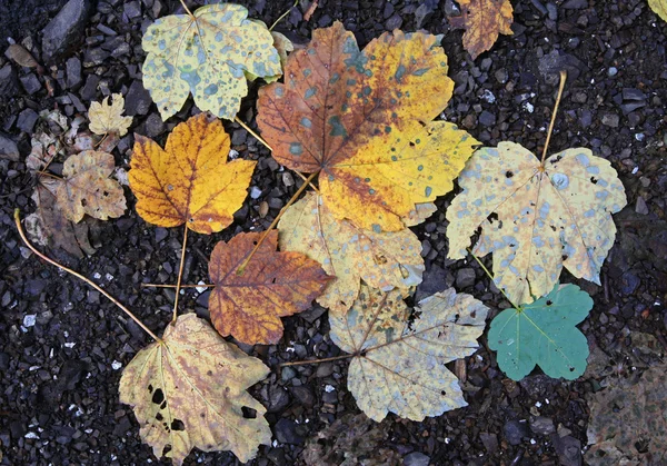 Foglie gialle e marroni dell'autunno — Foto Stock