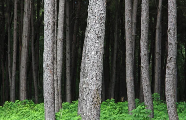 stock image Trunks of trees in the jungle