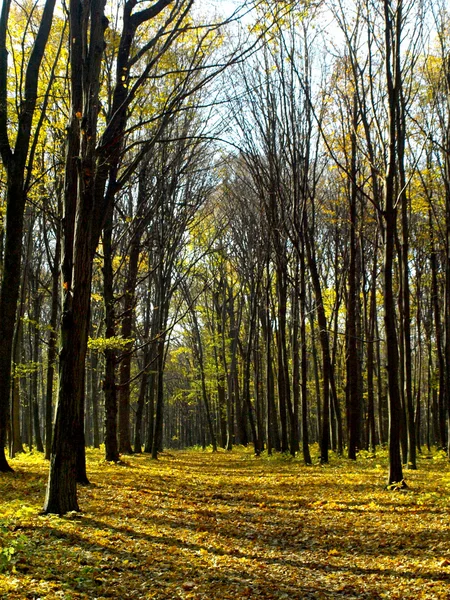 stock image Autumn