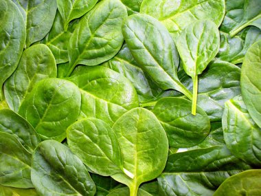 Fresh spinach clipart