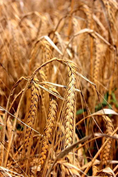 小麦的小穗成熟位. — 图库照片